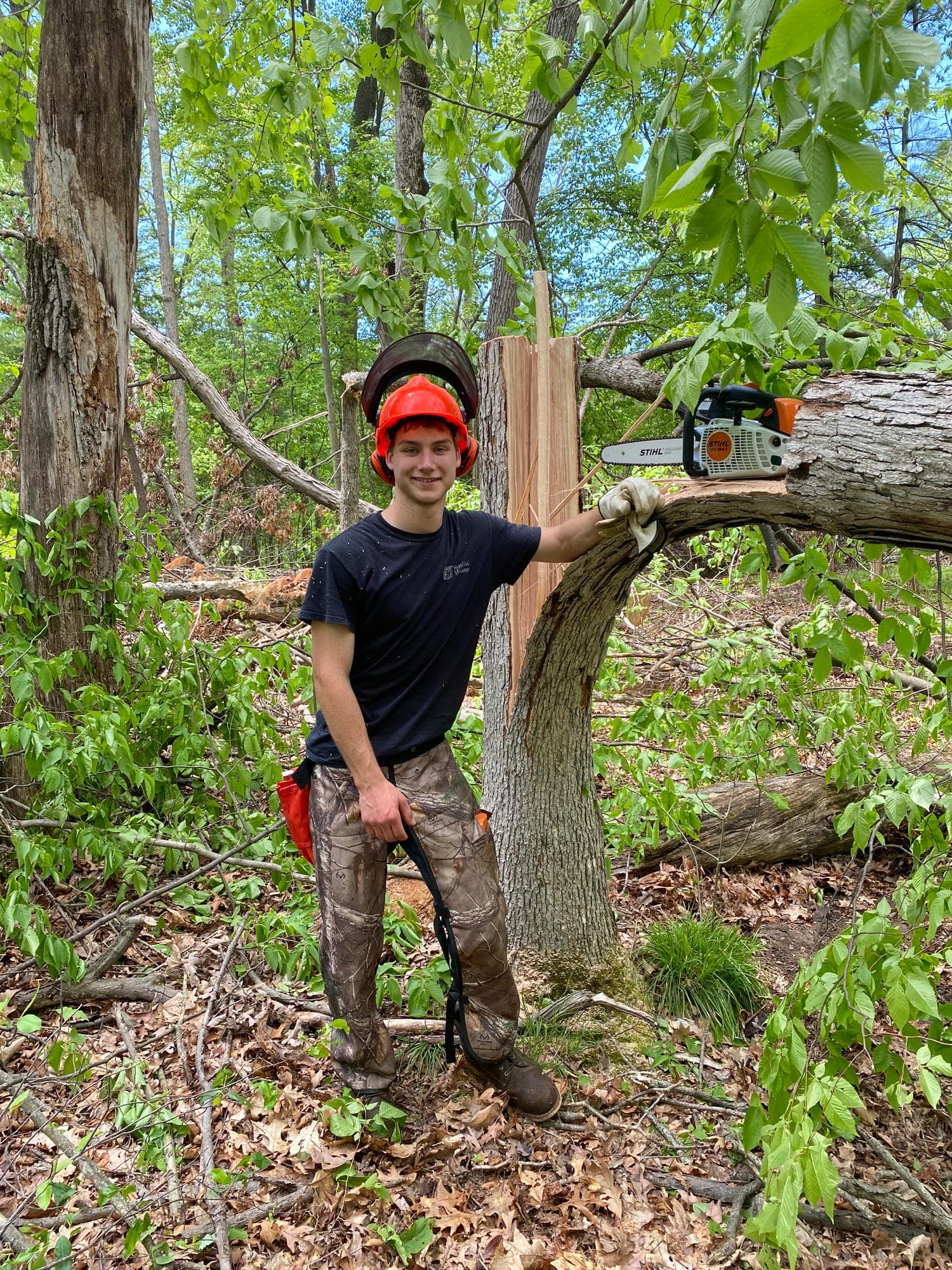 Hinge cutting a tree to create bedding cover